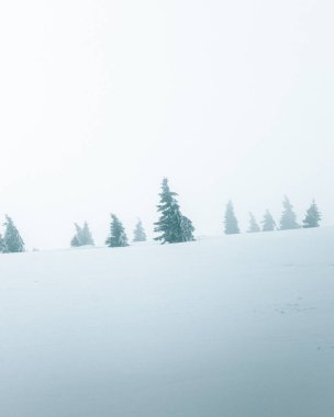Karla kaplı dağ çayırları kar fırtınası sırasında rüzgarın basıncıyla eğilir. Fırtına yüzünden, görüş mesafesi düşük, arka plandaki ağaçlar sisli..