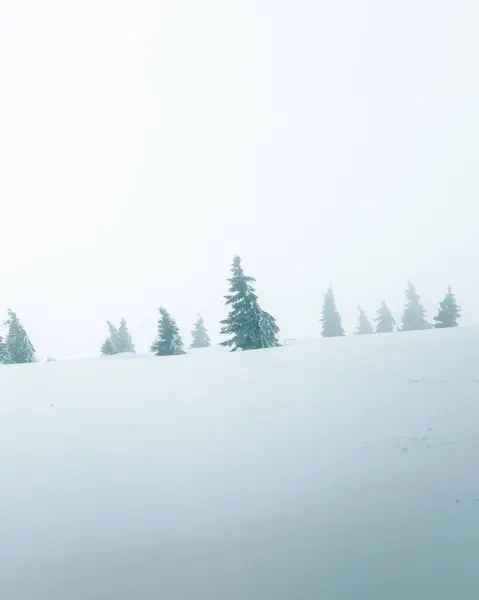 Los Abetos Montaña Cubiertos Nieve Que Están Pie Nieve Profunda — Foto de Stock