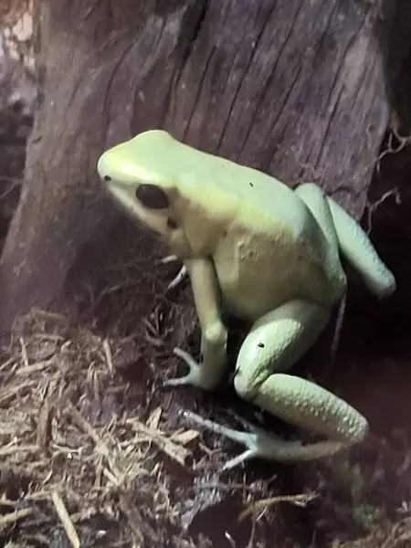the most poisonous frog in the world