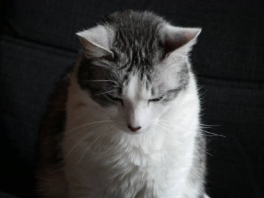 Siyah beyaz sohbet et. 