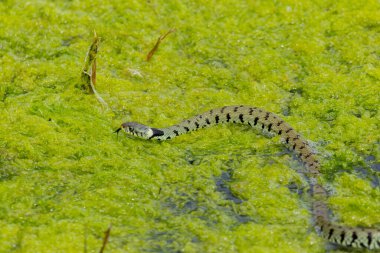 Young grass snake (Natrix natrix) with darting tongue clipart