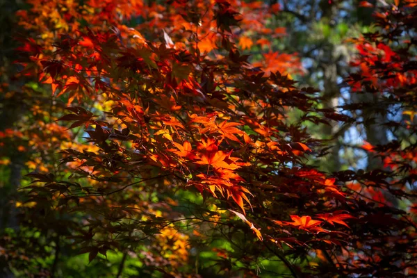Осенний Красочный Красный Кленовый Лист Кленовым Деревом — стоковое фото