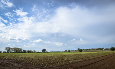 Bulutlu gökyüzünün altında sebze bahçesinde yetişen genç hindiba bitkileri.