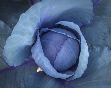 A, C, K vitaminlerini, mineral potasyum ve manganezi kesmeye hazır bir tarlada yetişen kırmızı lahana.