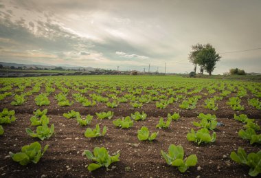 Bulutlu gökyüzünün altında sebze bahçesinde yetişen genç salyangoz hindibalı bitkiler.