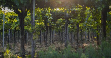 İtalya 'da genç üzüm bağları, Marş Bölgesi - şarap üzümleri geliyor