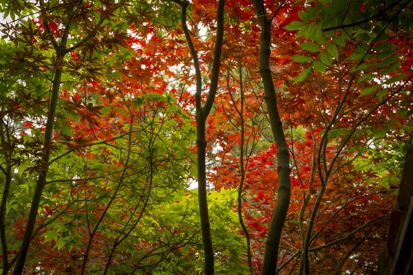Wiele Liści Klonu Zielonych Czerwonych Liściach — Zdjęcie stockowe
