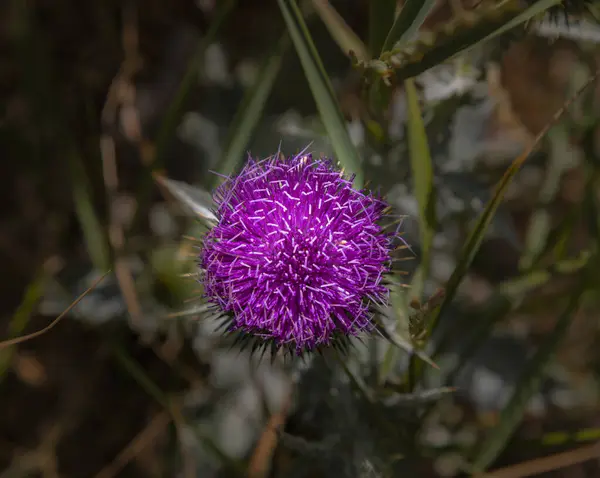 ミルクシスル 自然なマクロの花の背景 — ストック写真