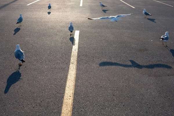 成群结队的海鸥停在加拿大多伦多的停车场里 一只海鸥飞走了 — 图库照片