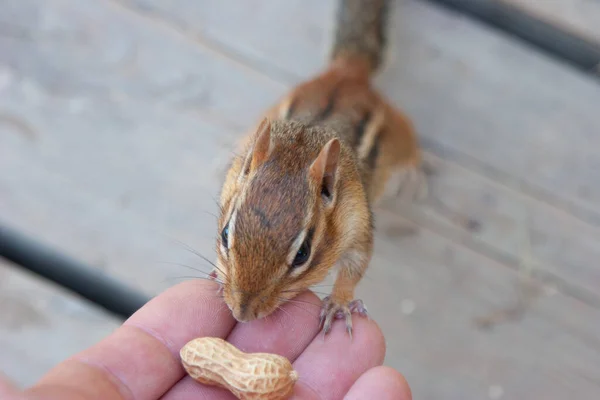 Chipmunk eating a peanut out of a persons hand in Toronto Ontario Canada