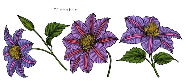 Clematis 'in vektör illüstrasyonu, beyaz arkaplanda izole edilmiş çiçek kümesi.