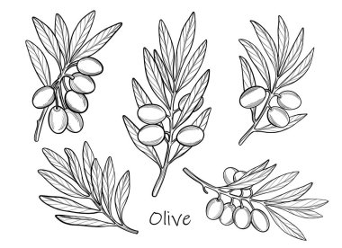 Zeytin dallarının vektör çizimi, siyah ve beyaz çiçek elementleri, botanik taslağı.