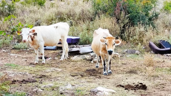 Bar yakınlarındaki dağlarda ineklerin otlaması, ineklerin dinlenmesi ve otlaması şehrin etrafındaki dağlarda böyle bir bar görülmesi beklenmedik bir şeydi.
