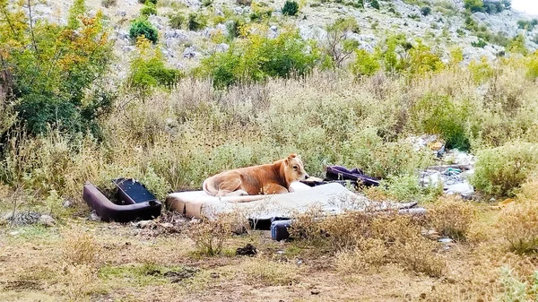 Bar yakınlarındaki dağlarda ineklerin otlaması, ineklerin dinlenmesi ve otlaması şehrin etrafındaki dağlarda böyle bir bar görülmesi beklenmedik bir şeydi.