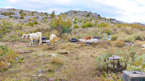 Bar yakınlarındaki dağlarda ineklerin otlaması, ineklerin dinlenmesi ve otlaması şehrin etrafındaki dağlarda böyle bir bar görülmesi beklenmedik bir şeydi.