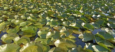 Skadar Gölü, Nilüferler. yeşilin tonlarıyla birçok zambak yaprağı,