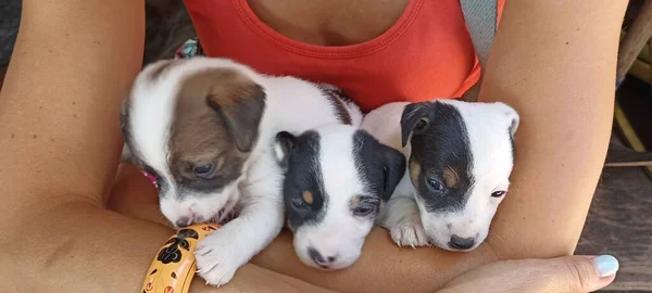 Jack Russell Terrier köpekleri, harika çocuklar Jack Russell yavruları, yürümeyi yeni öğrendiler, komik ve eğlenceli.