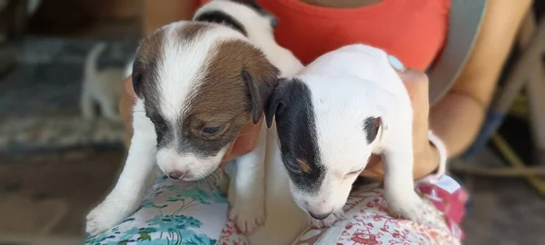 Jack Russell Terrier köpekleri, harika çocuklar Jack Russell yavruları, yürümeyi yeni öğrendiler, komik ve eğlenceli.
