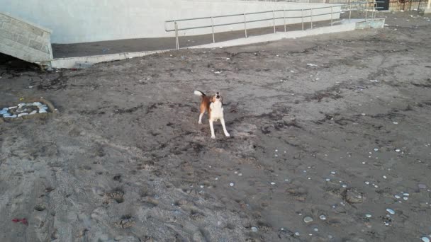 Missnöjd Skällande Hund Skäller Drönare Som Jagar Den — Stockvideo