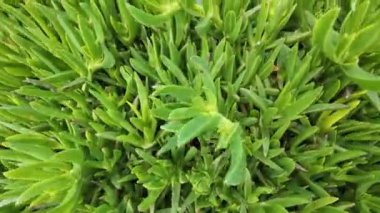 İçinde güzel bir çiçeğin açtığı sıra dışı bir bitki.