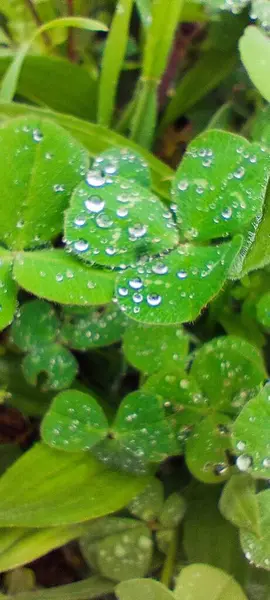 Yağmurdan sonra yeşil yonca yaprakları damlalar halinde. Birçok farklı boyutlardaki damlacıklar yaprakların pürüzüne tutunur.