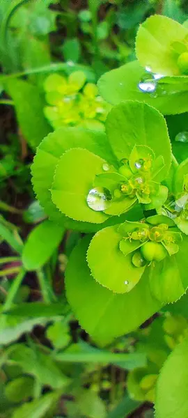Yağmurdan sonra yeşil yonca yaprakları damlalar halinde. Birçok farklı boyutlardaki damlacıklar yaprakların pürüzüne tutunur.