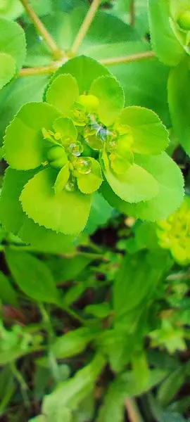 Yağmurdan sonra yeşil yonca yaprakları damlalar halinde. Birçok farklı boyutlardaki damlacıklar yaprakların pürüzüne tutunur.