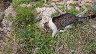 Komik, sevimli kedi çayırda ot yiyor.,