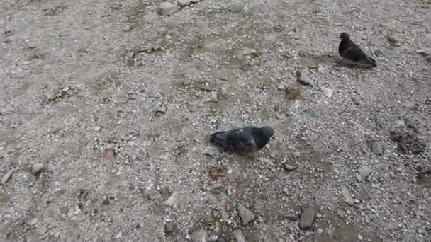 Pigeons Drôles Recherche Nourriture Sur Terrain Sont Pas Peur Des — Video