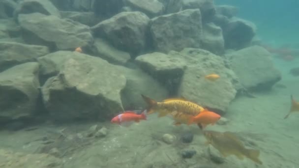 Czerwony Karaś Stawie Wiele Ryb Pływa Wokół Kamieni Dnie Stawu — Wideo stockowe