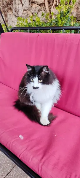 Kameraya güzel bir ağızlık renginde poz veren sevimli bir kedi.