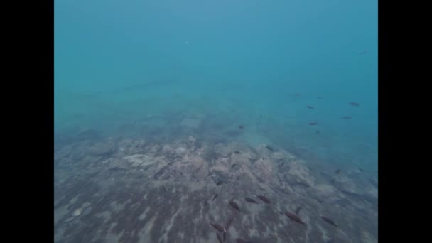 Úžasný Podmořský Svět Pozorování Podmořských Obyvatel — Stock video