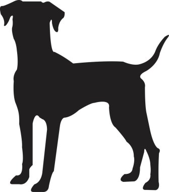 Siyah yassı köpek silueti. Açık şekil ya da yol yok. Köpek cinsi, veteriner, köpek gezdirme, evcil hayvan bakıcılığı ilhamı. Köpek şovu, yarışma, evcil hayvan dükkanı, şeffaf arka planda izole rehber köpek..