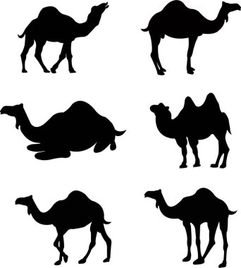 Camel 'lar grafik simgelerini doldurur. Şeffaf arkaplanda siyah deve işareti var. Çölün sembolü. Deve çölü logo tasarımı elementi. Deve Siluetleri Vektör İllüstrasyonu.