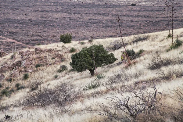 the dry tree on the top of the mountain, a dry grass, dry grass