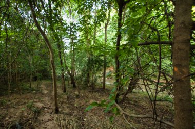 Sabah güzel bir orman