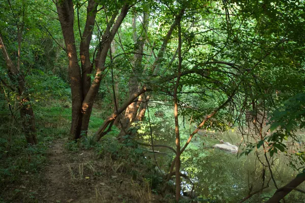Yaz ormanındaki nehir.