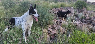 Mutlu köpekler yeşil çölde