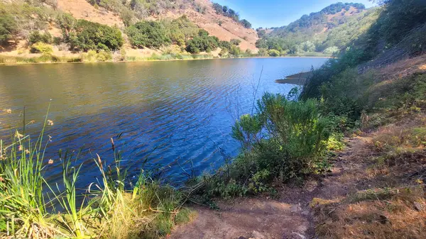 Ormanda ağaçları olan nehir, dijital fotoğraf