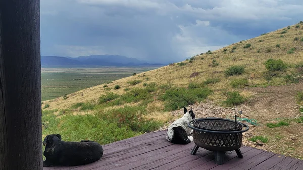 Dağlarda bir köpek