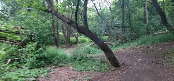 Parkın güzel manzarası