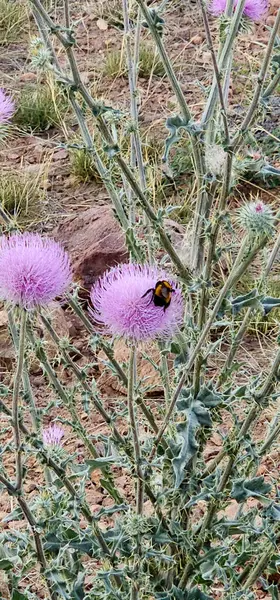 Pembe bir çiçekte arı.