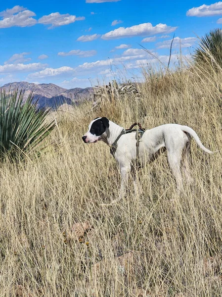 Çölde güzel bir köpek ve kuru bir ot.