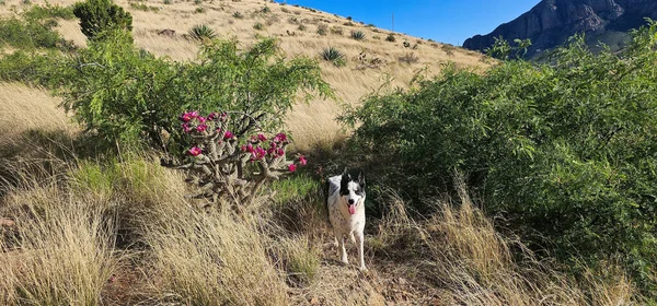 Çalılıklarda bir köpek