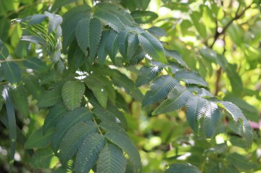 Bahçedeki bir yaprağı kapat.