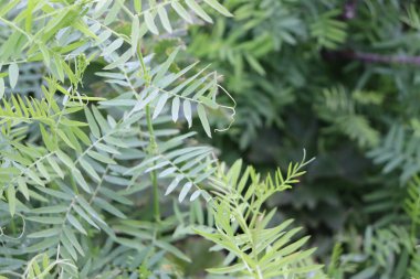 Yapraklı yeşil arkaplan