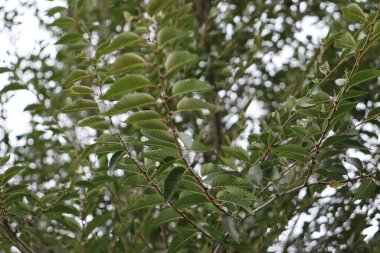 Ağaç dalları, bitki örtüsü.