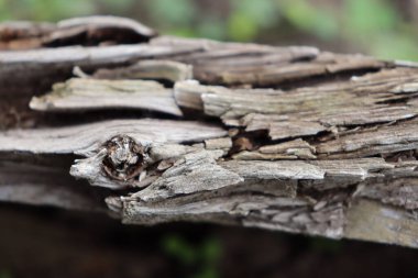  Eski bir ağacın dokusu