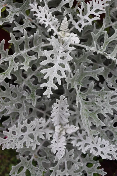 Beyaz Bitki Arkaplanname — Stok fotoğraf