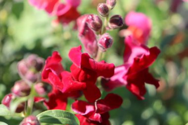 Bahçedeki güzel çiçekler